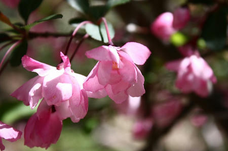 山野草のエキの花