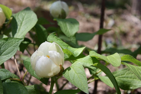 山芍薬