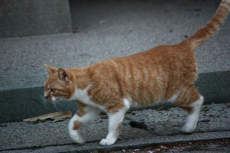 ねこ