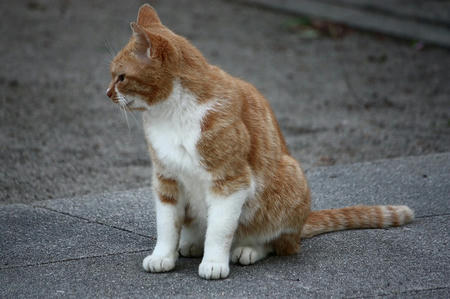 ねこ