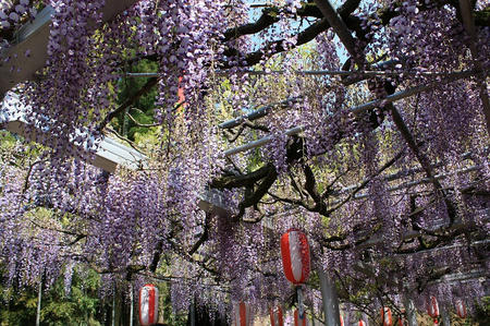 長正司公園の藤棚