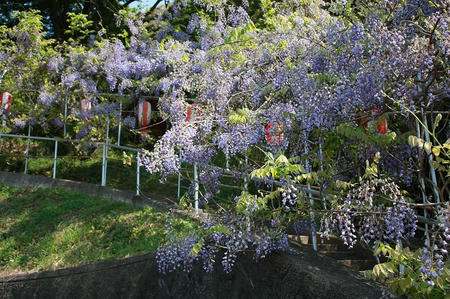 長正司公園の藤棚