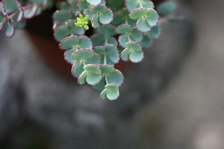 植物