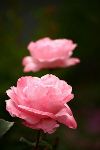 薔薇