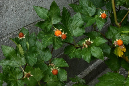 木いちご