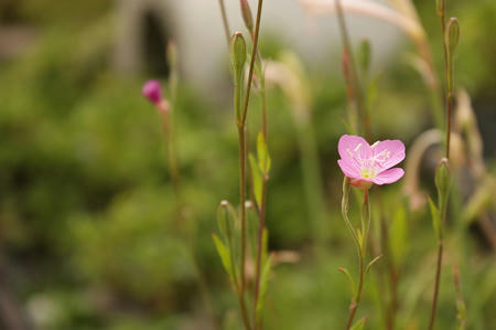 お花