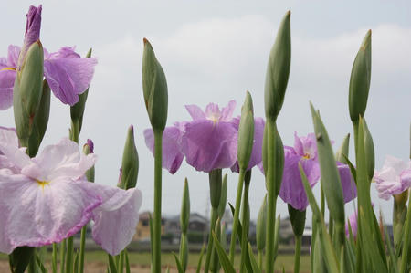 花菖蒲