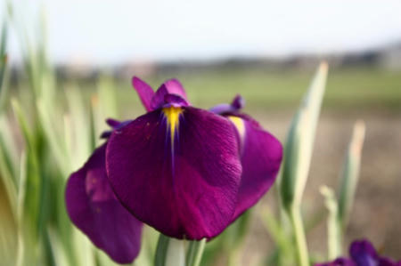 花菖蒲