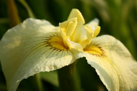 花菖蒲