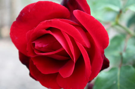 薔薇