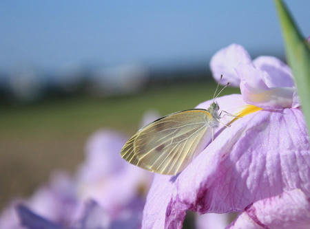 もんしろちょう