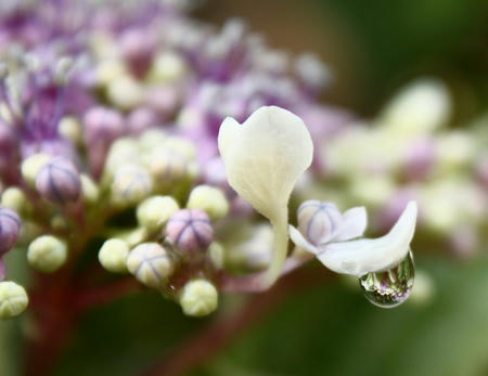 あじさいとしずく