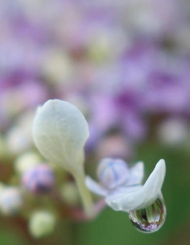 あじさいとしずく