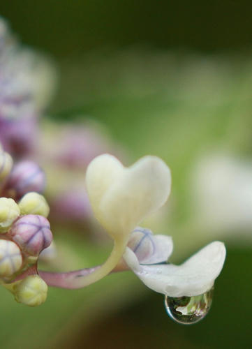 あじさいとしずく