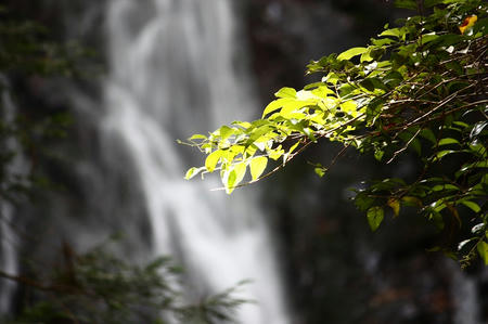 錦鶏の滝・雄滝
