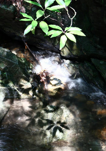 錦鶏の滝の下流