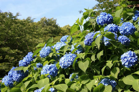紫陽花