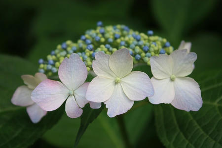 紫陽花