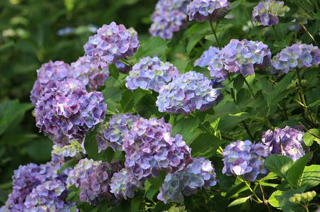 紫陽花