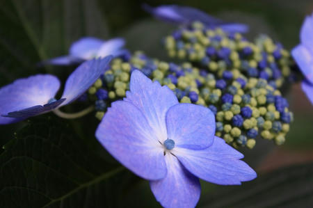 紫陽花