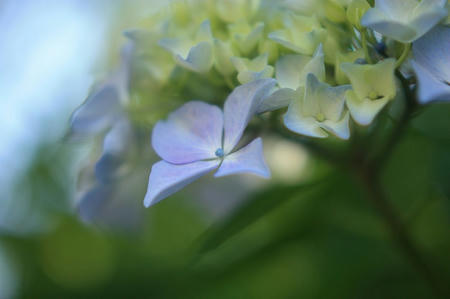 紫陽花－太陽光