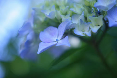 紫陽花－白色蛍光灯
