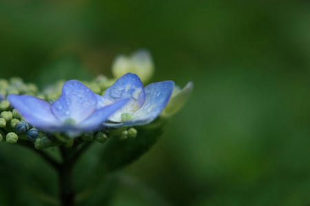 紫陽花