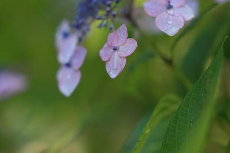 紫陽花