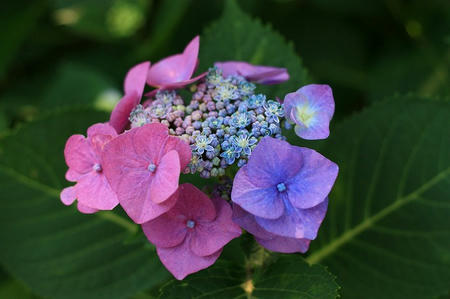 紫陽花