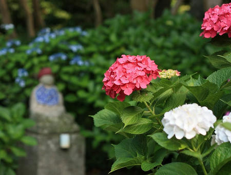 紫陽花とお地蔵さま