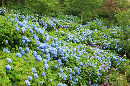 菓子乃季　総本店の紫陽花
