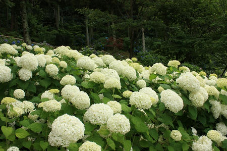 菓子乃季　総本店の紫陽花