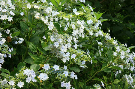 菓子乃季　総本店の紫陽花
