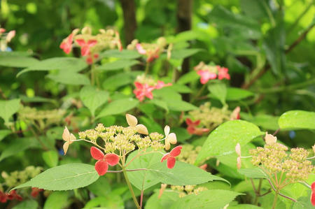 菓子乃季　総本店の紫陽花