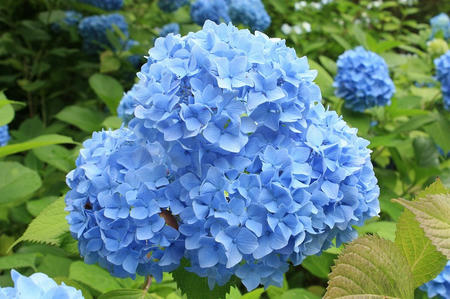 紫陽花