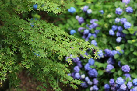 紫陽花とモミジ