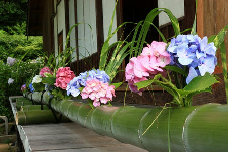 紫陽花の生け花