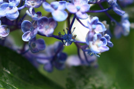 紫陽花