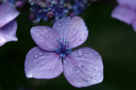 紫陽花