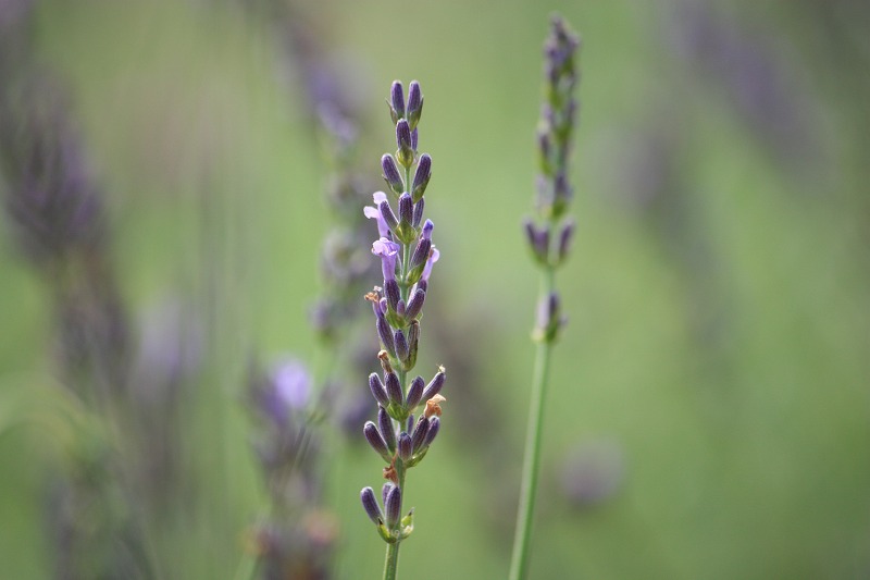 ラベンダー