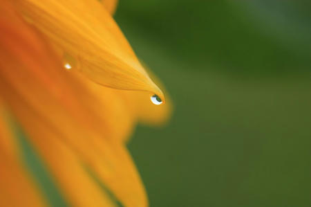 向日葵のしずく