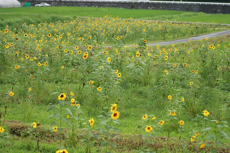 ひまわり畑