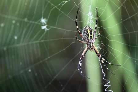 蜘蛛