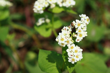 蕎麦の花