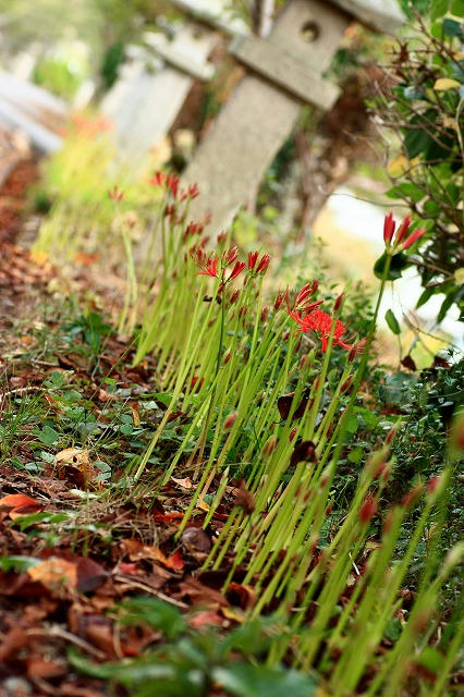 参道の彼岸花のつぼみ