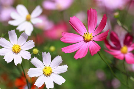 コスモス