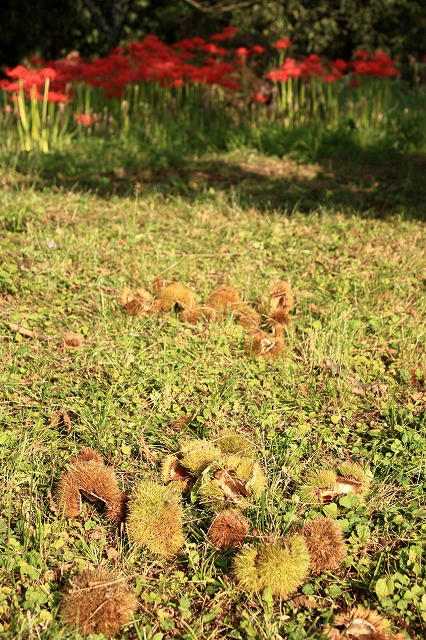 栗と彼岸花