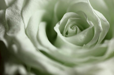 プリザーブドフラワー