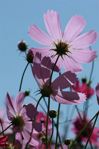 コスモス