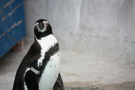 ペンギン